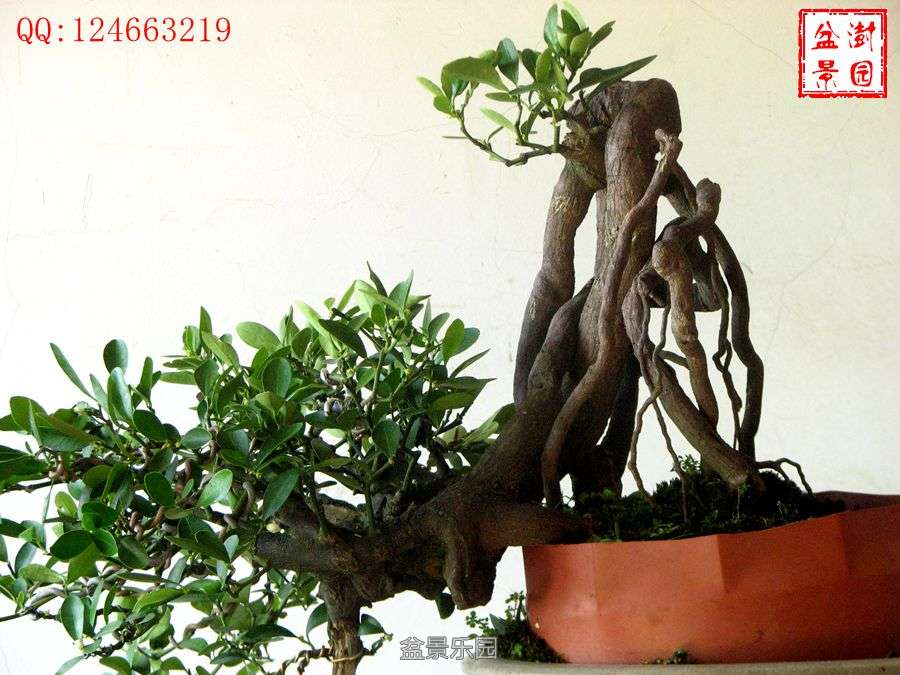 IMG_2810___.jpg