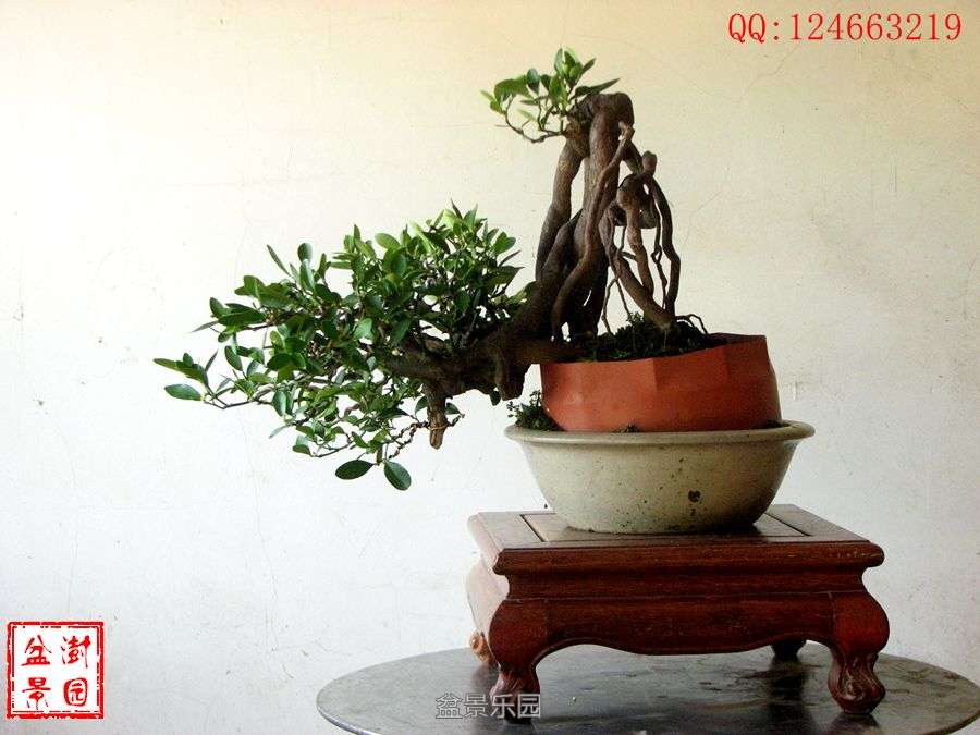 IMG_2808___.jpg
