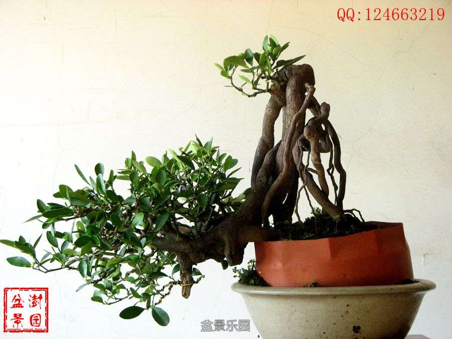 IMG_2809___.jpg