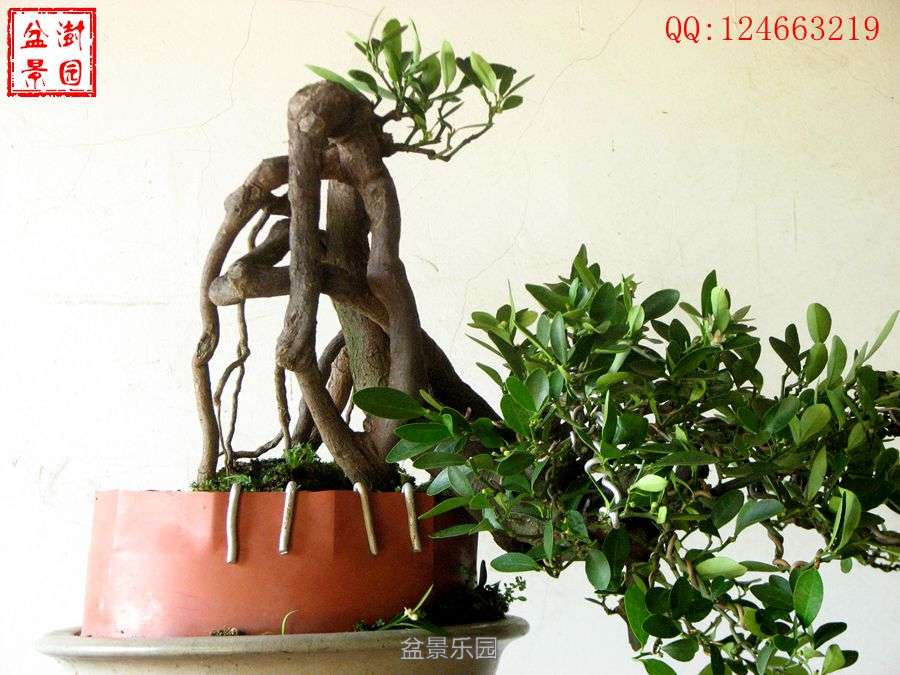 IMG_2812___.jpg