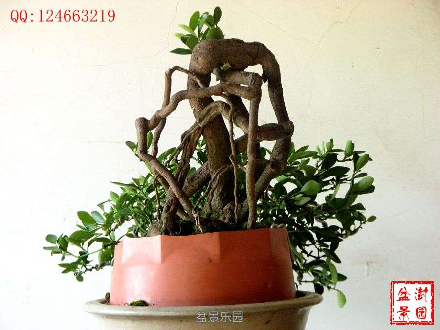 IMG_2813___.jpg