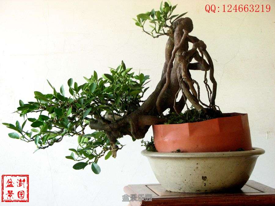IMG_2814___.jpg