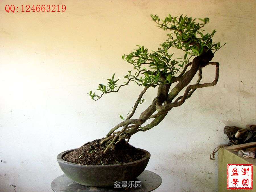 IMG_2815___.jpg