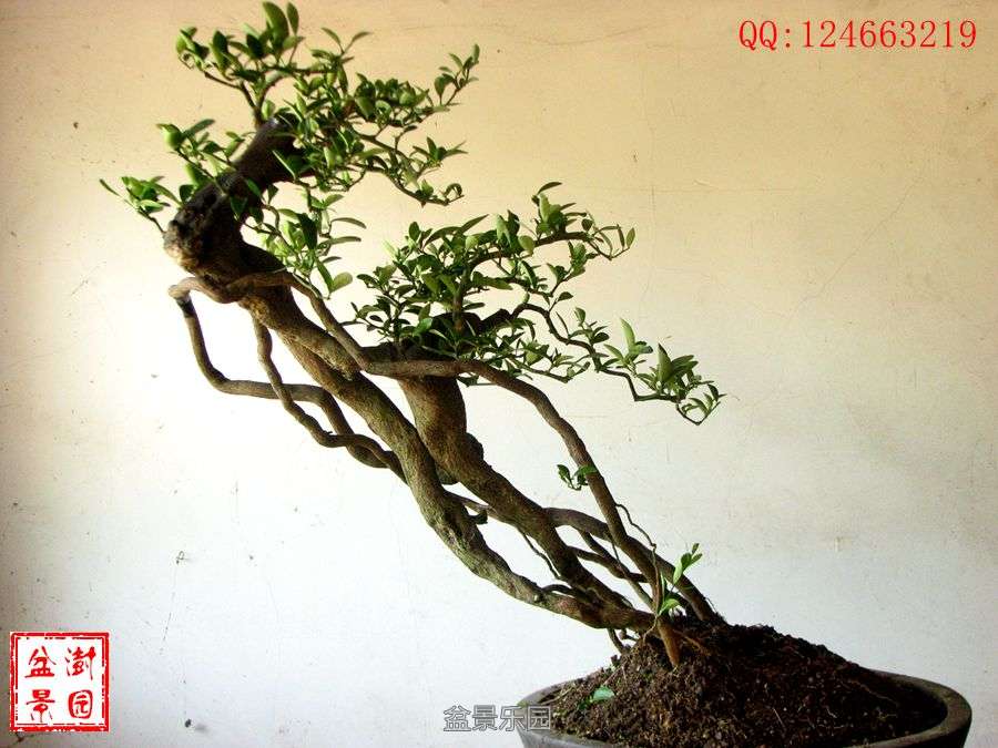 IMG_2818___.jpg
