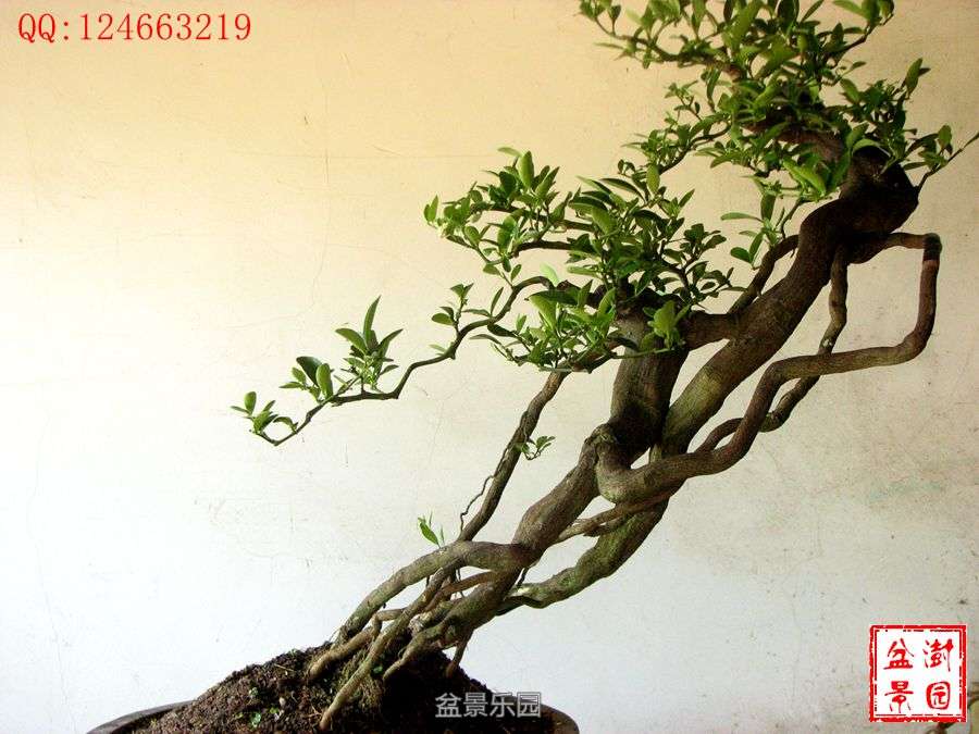 IMG_2816___.jpg
