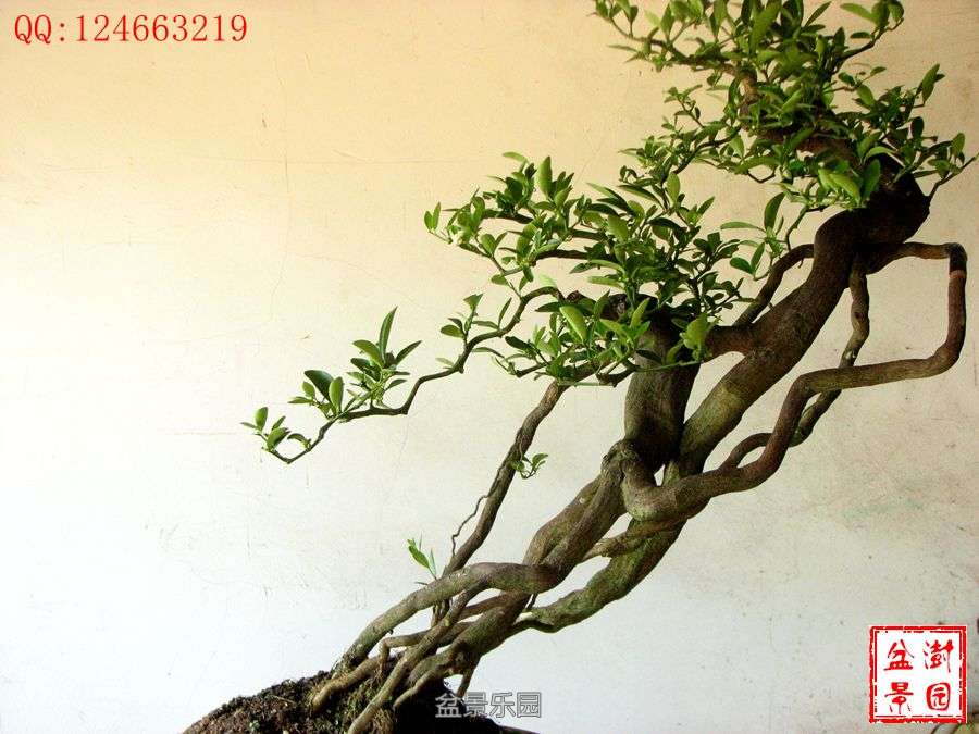 IMG_2817___.jpg