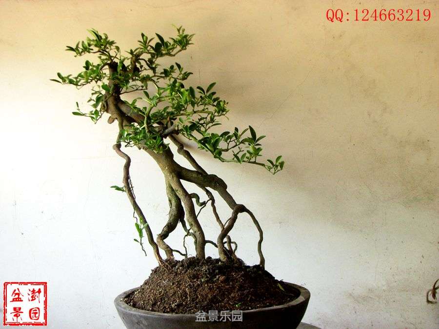 IMG_2820___.jpg