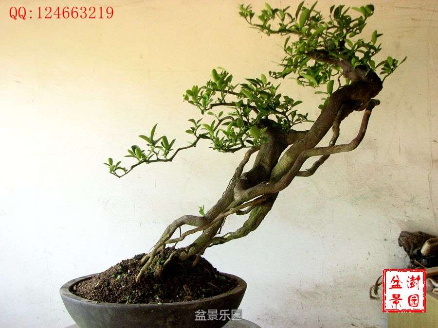 IMG_2822___.jpg