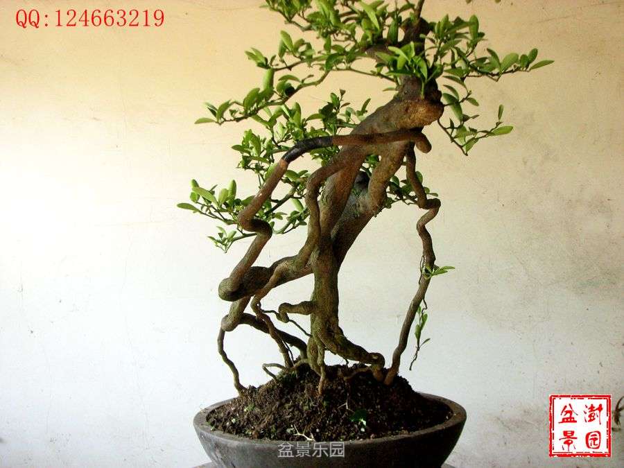 IMG_2821___.jpg