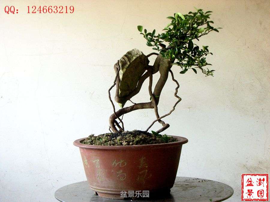 IMG_2823___.jpg