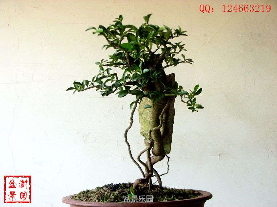 IMG_2826___.jpg