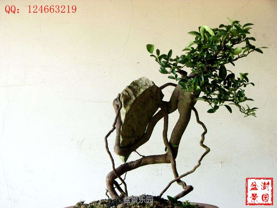 IMG_2824___.jpg