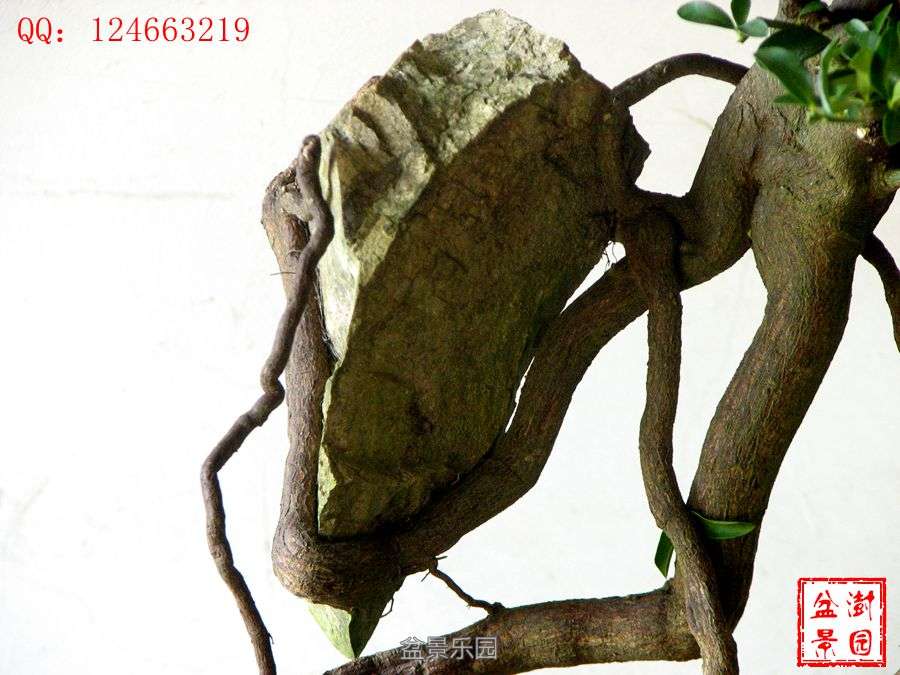 IMG_2825___.jpg