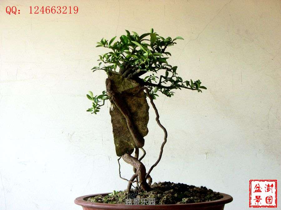 IMG_2828___.jpg