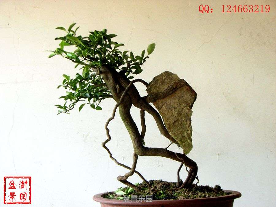 IMG_2827___.jpg