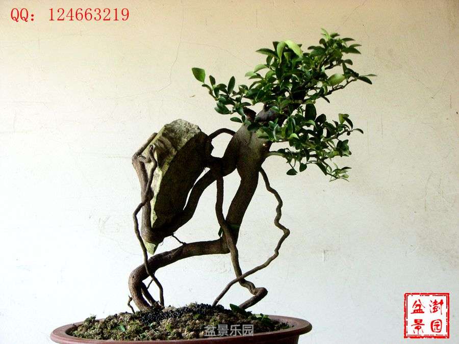 IMG_2829___.jpg