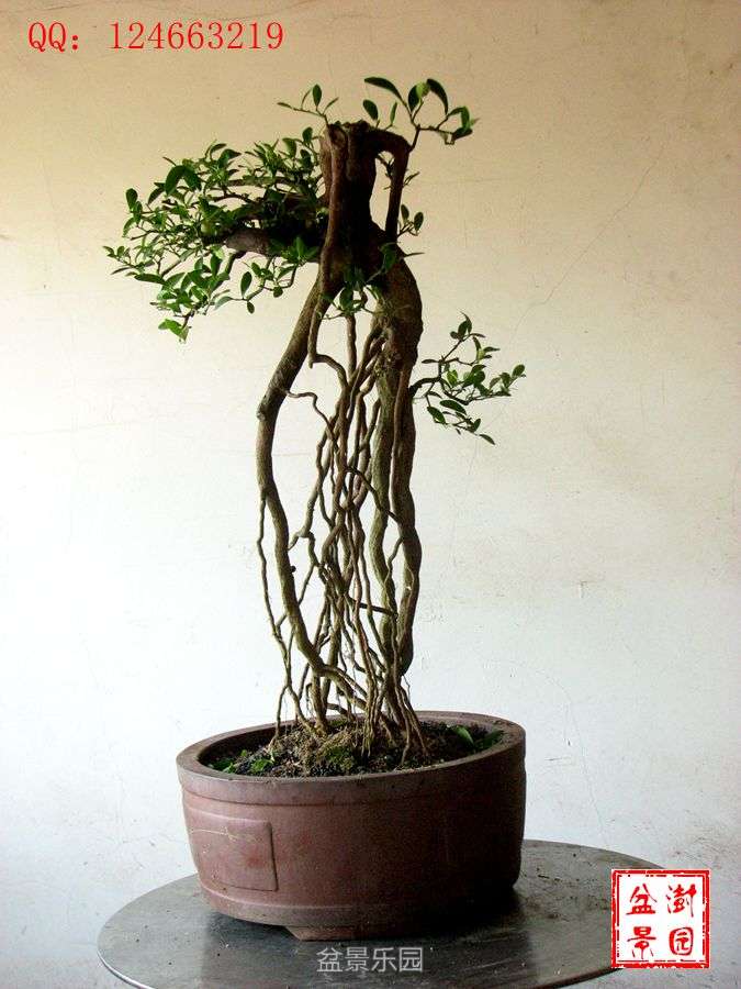 IMG_2830___.jpg