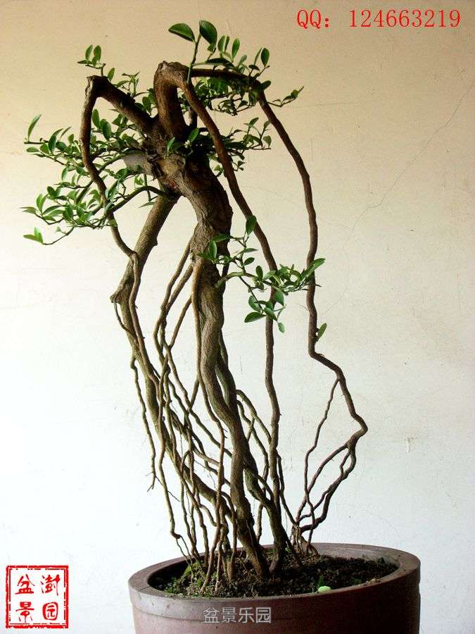 IMG_2834___.jpg