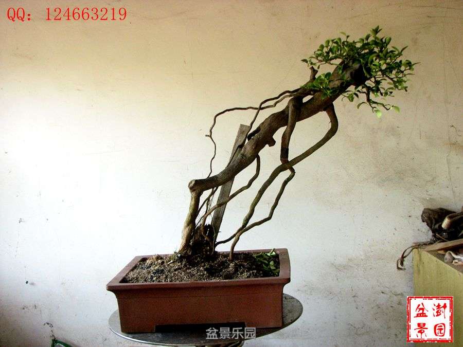 IMG_2837___.jpg