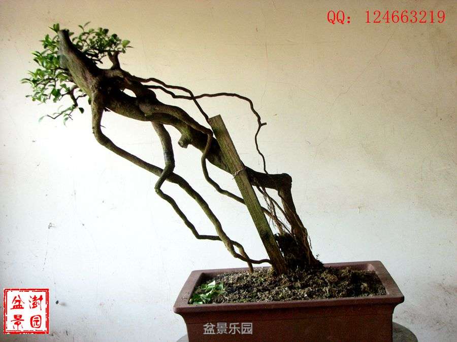 IMG_2840___.jpg
