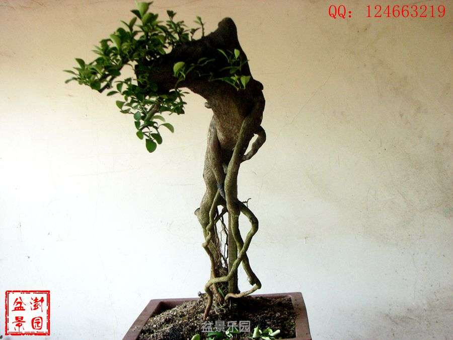 IMG_2839___.jpg