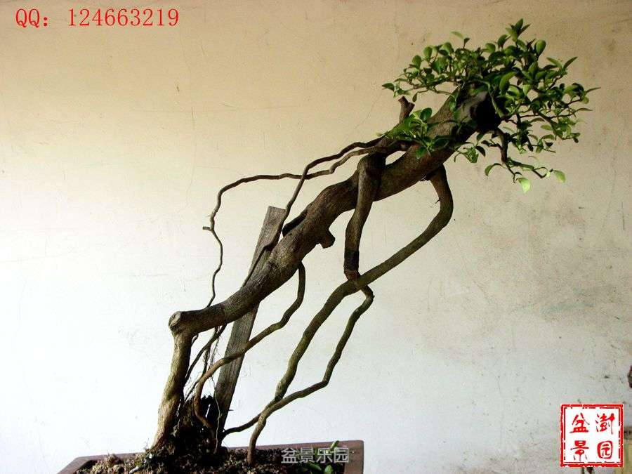 IMG_2838___.jpg