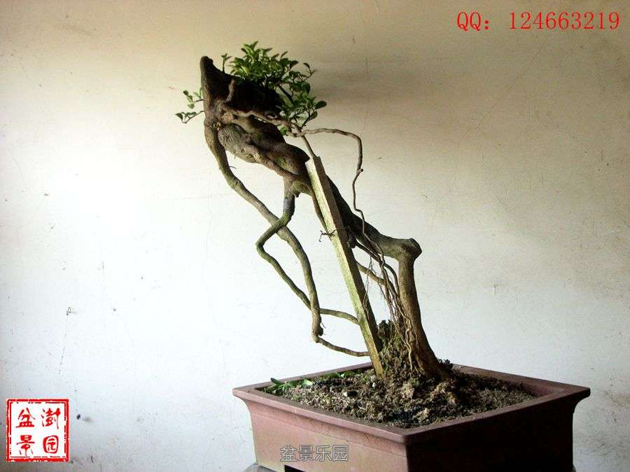 IMG_2841___.jpg