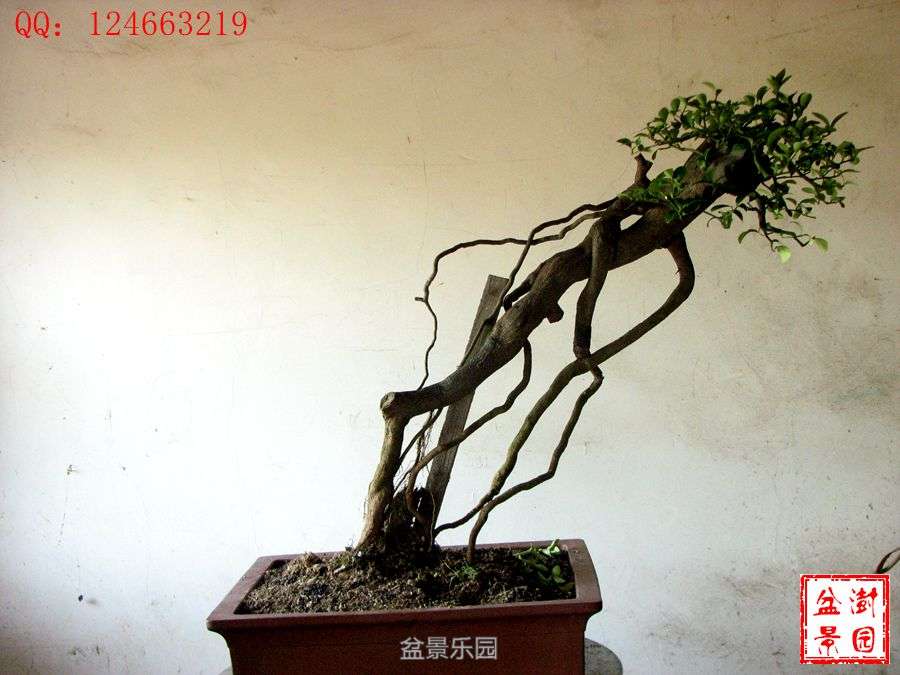 IMG_2842___.jpg