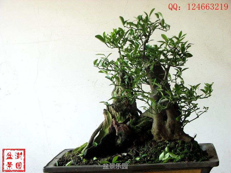 IMG_2844___.jpg