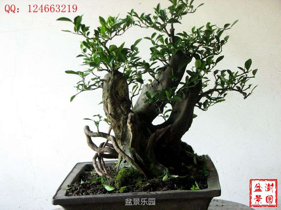 IMG_2847___.jpg