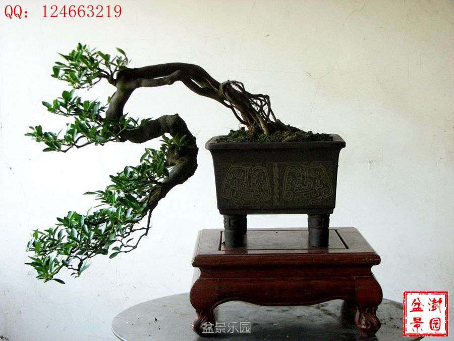 IMG_2849___.jpg