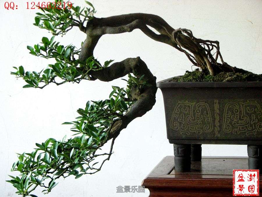 IMG_2850___.jpg