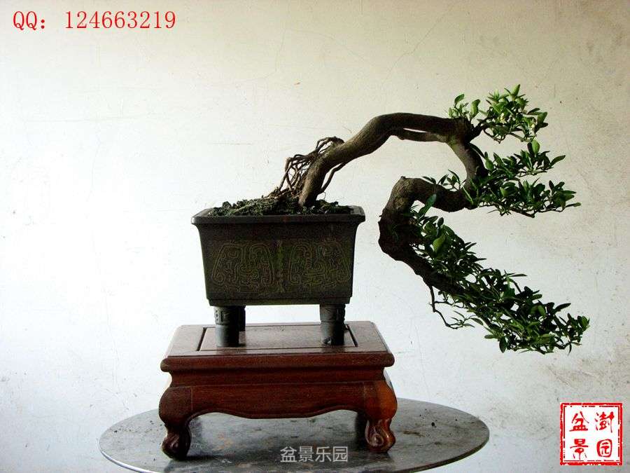 IMG_2852___.jpg