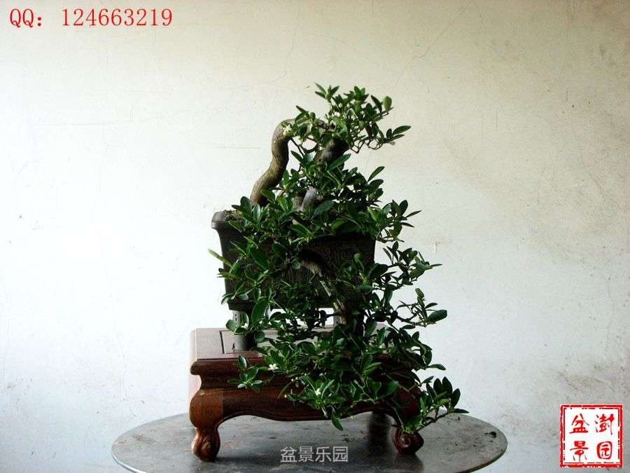 IMG_2851___.jpg