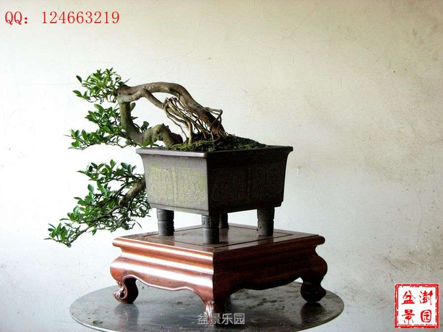 IMG_2853___.jpg