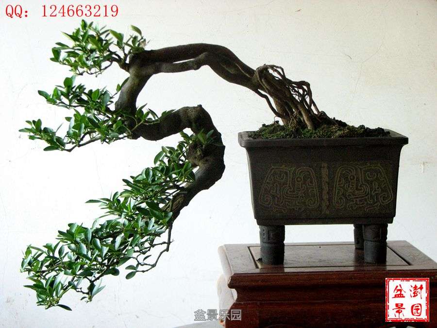 IMG_2854___.jpg