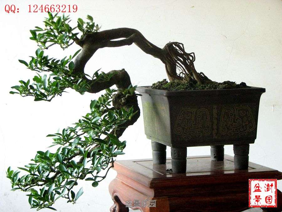 IMG_2855___.jpg