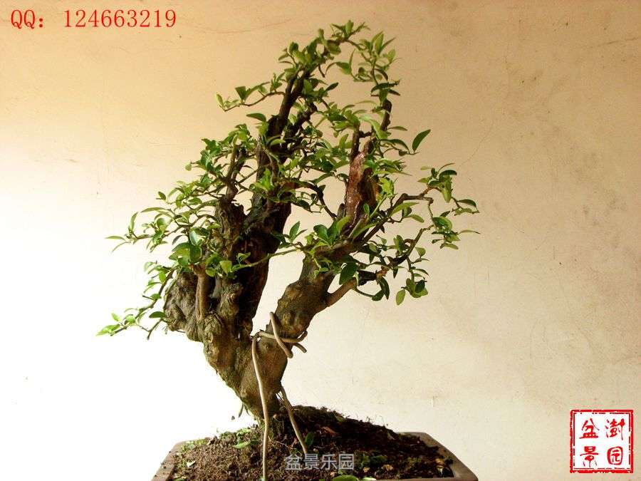 IMG_2859___.jpg