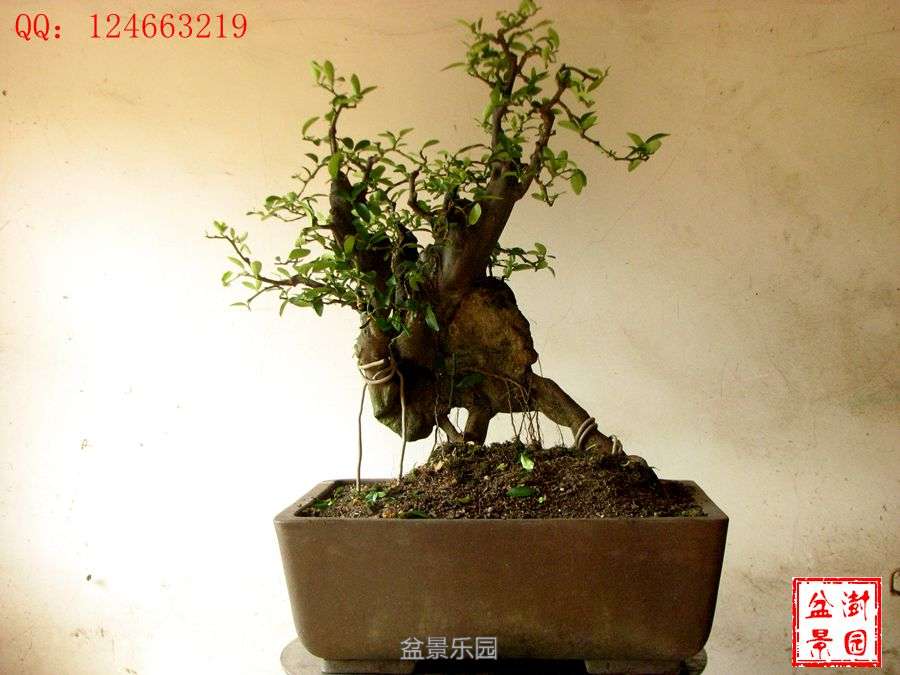 IMG_2863___.jpg