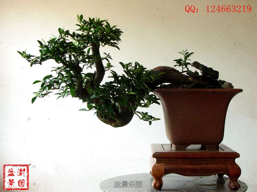 IMG_2869___.jpg