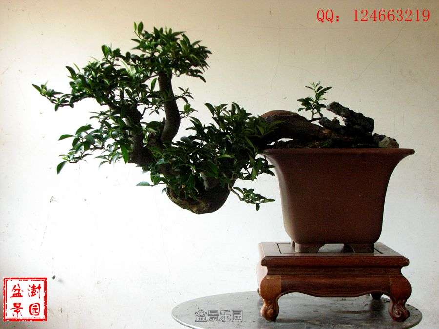 IMG_2871___.jpg