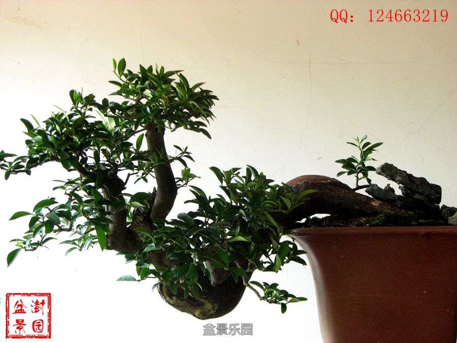 IMG_2870___.jpg