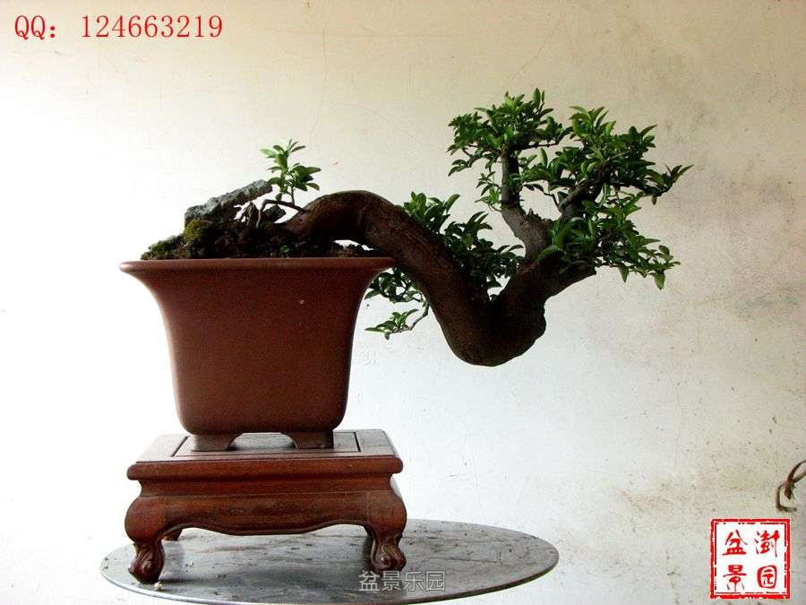 IMG_2873___.jpg