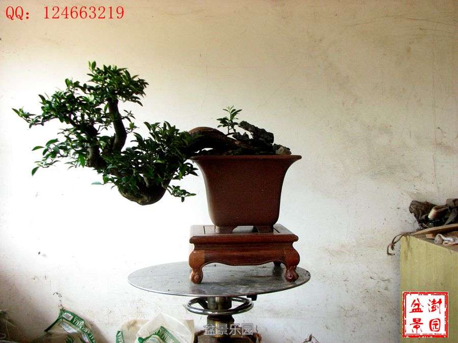 IMG_2874___.jpg