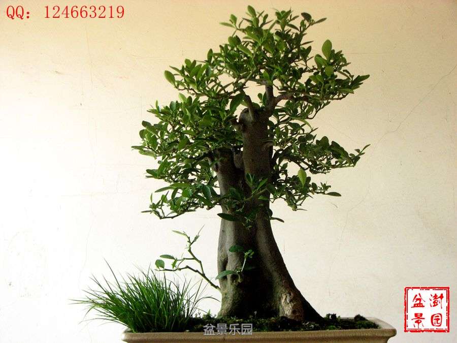 IMG_2883___.jpg
