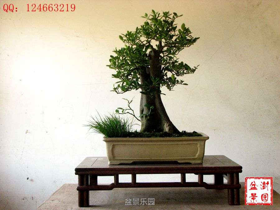 IMG_2882___.jpg