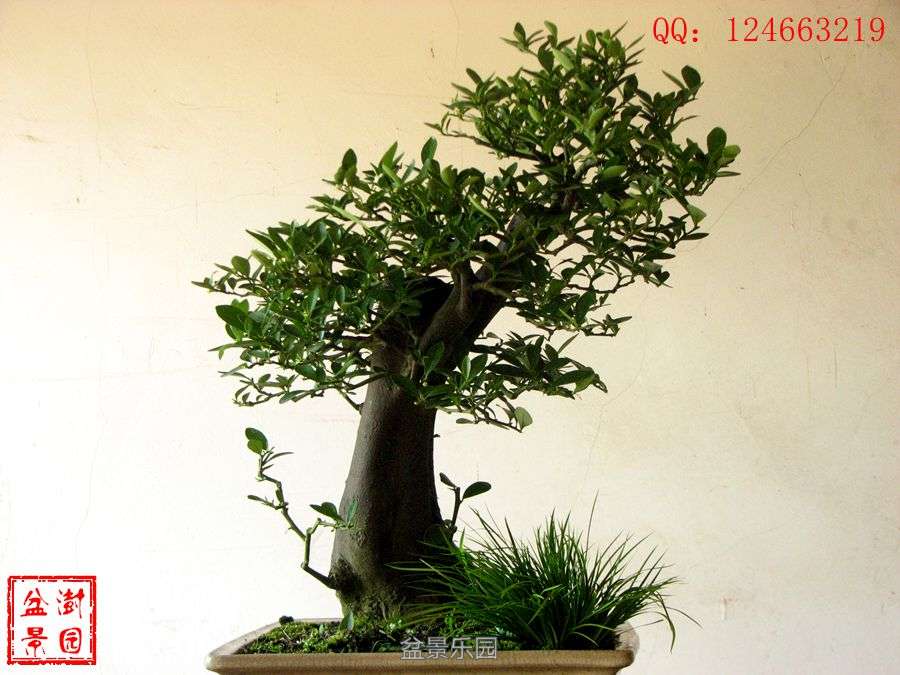 IMG_2886___.jpg