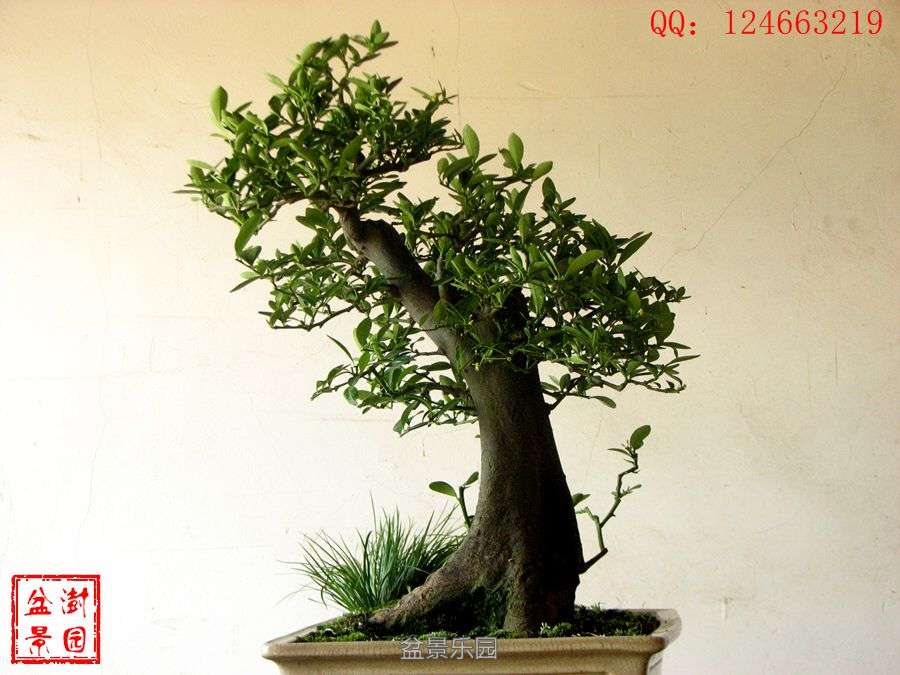 IMG_2884___.jpg