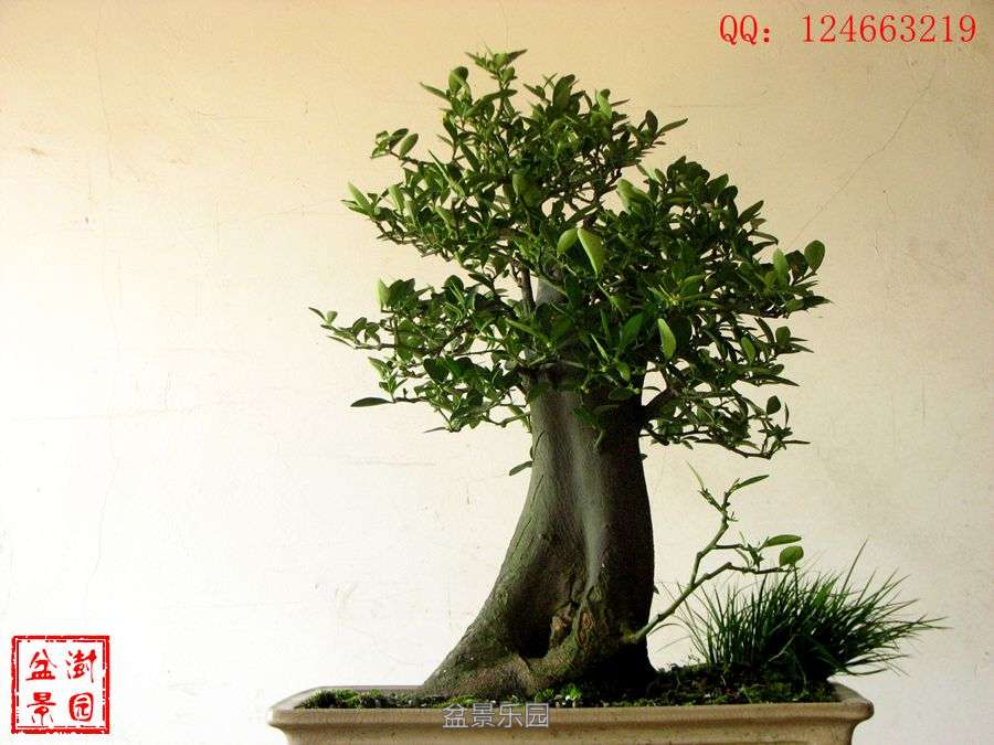 IMG_2885___.jpg