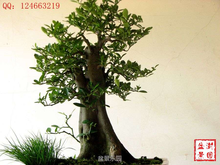 IMG_2887___.jpg
